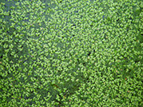 duckweed